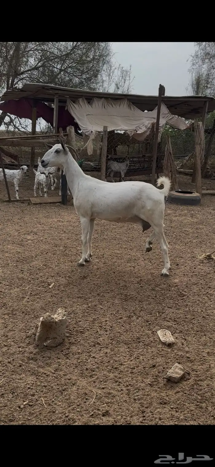 عنز عفرا فاخره 2