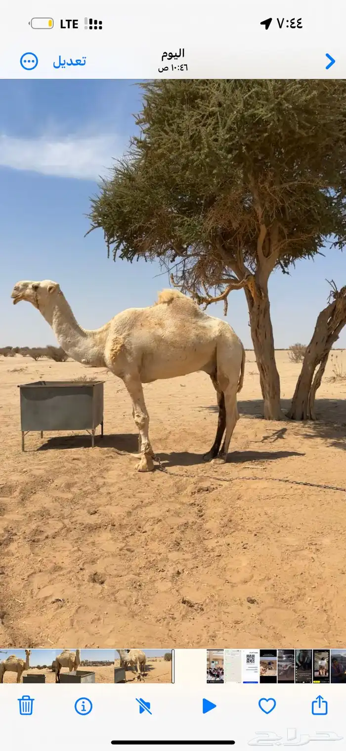 سلام عليكم بعير للبيع ومعه ناقتين 0