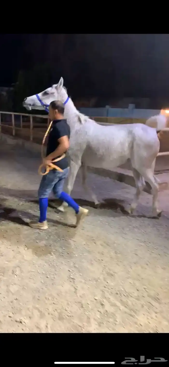 فرس عربيه 1