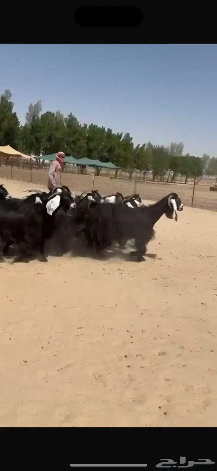 معزا عوارض دفيع شرط سونار 1