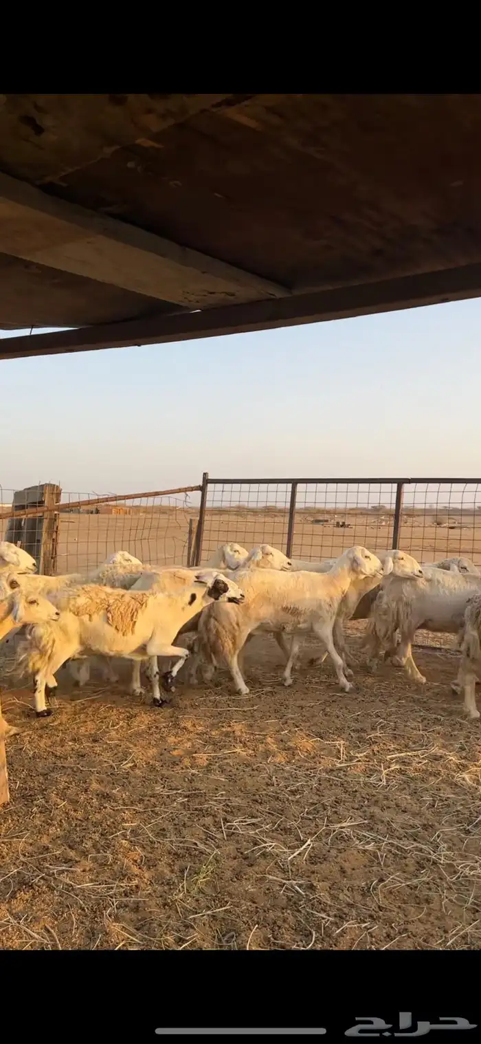 ضان حرش كفوو 6