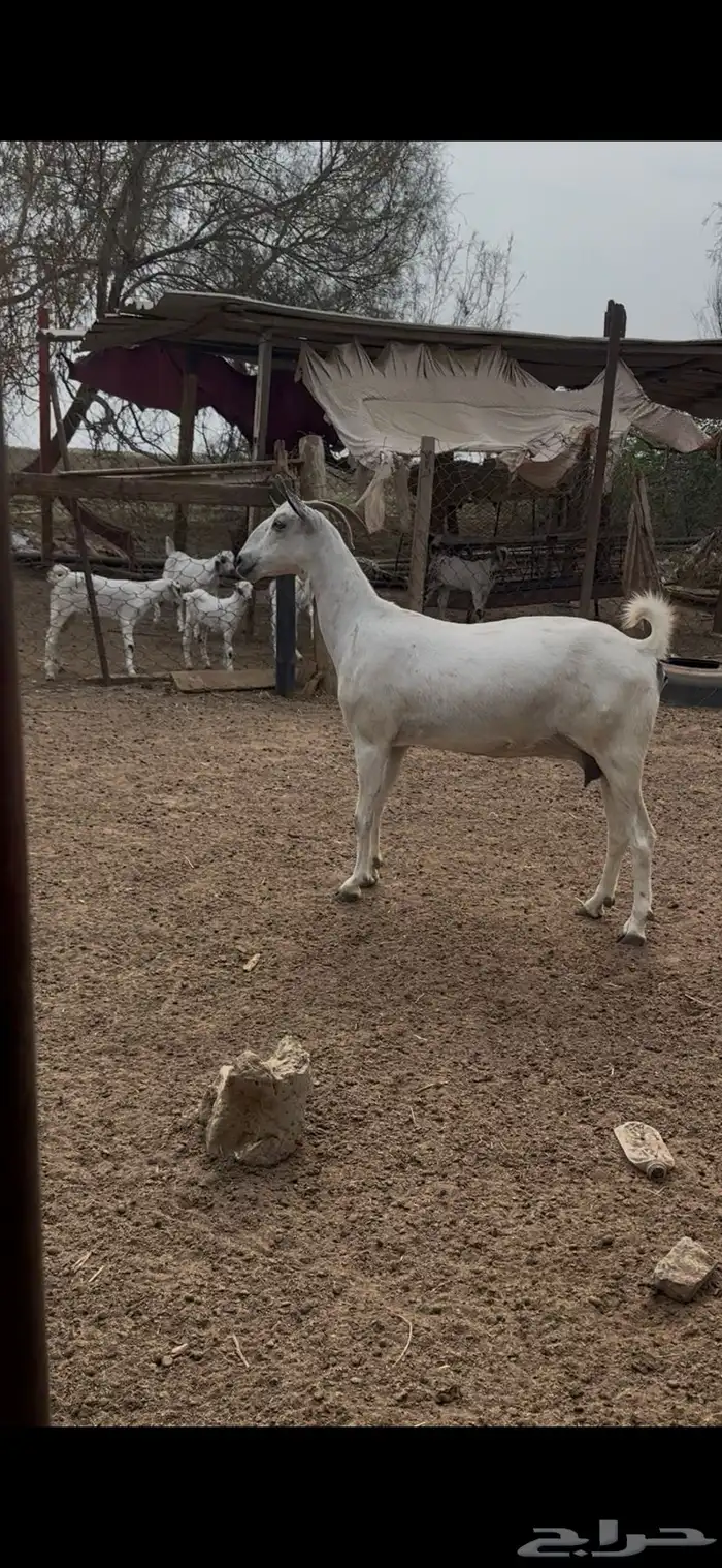 عنز عفرا فاخره 3