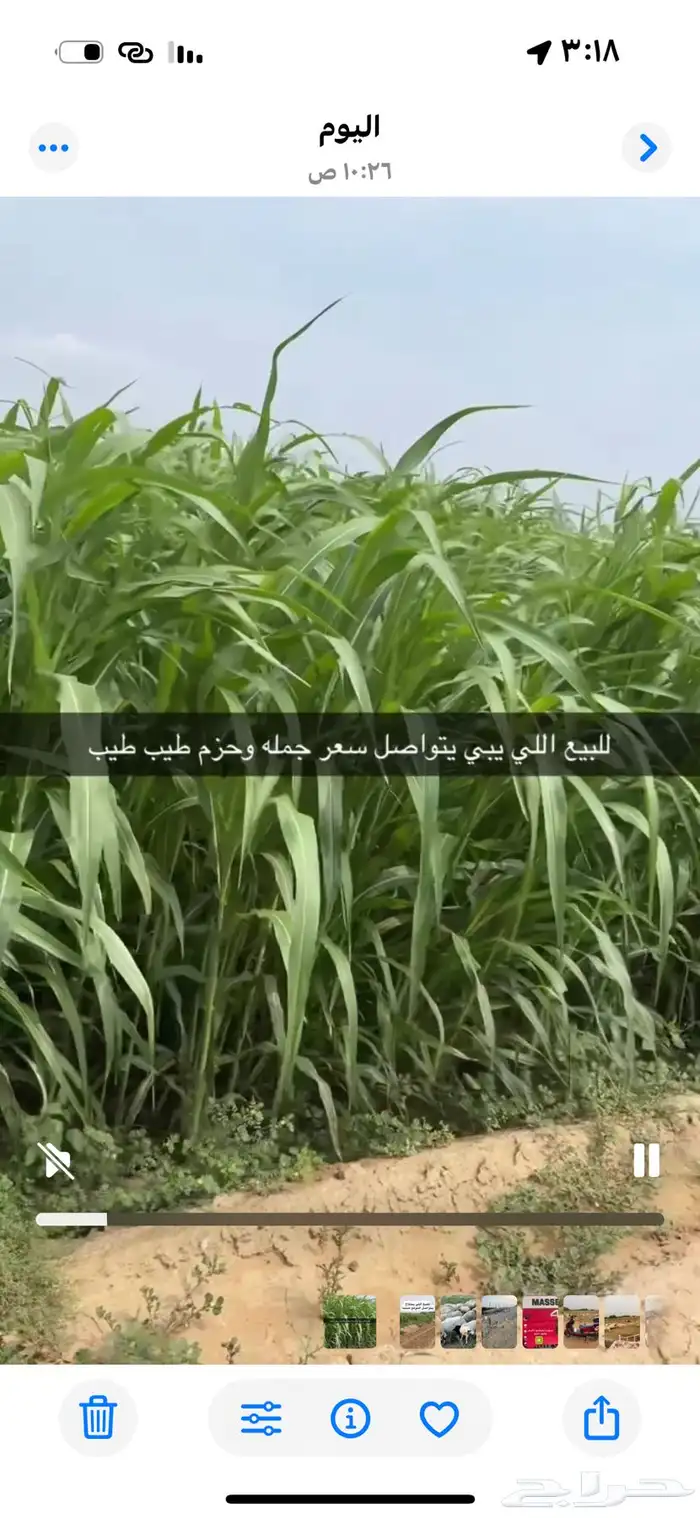 قصب اخضر وجيم 4