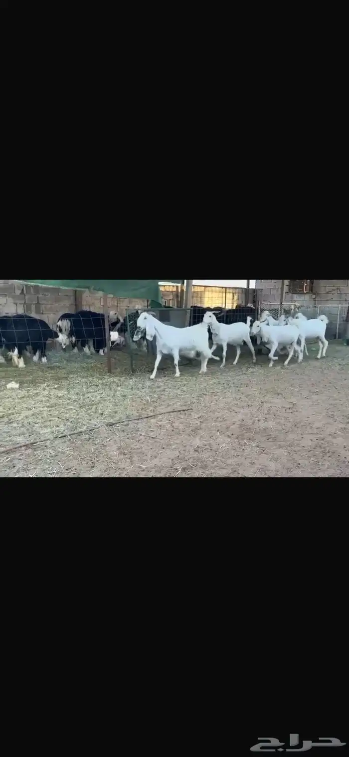 عرض بيع معز مضاريع شرط سونار 3