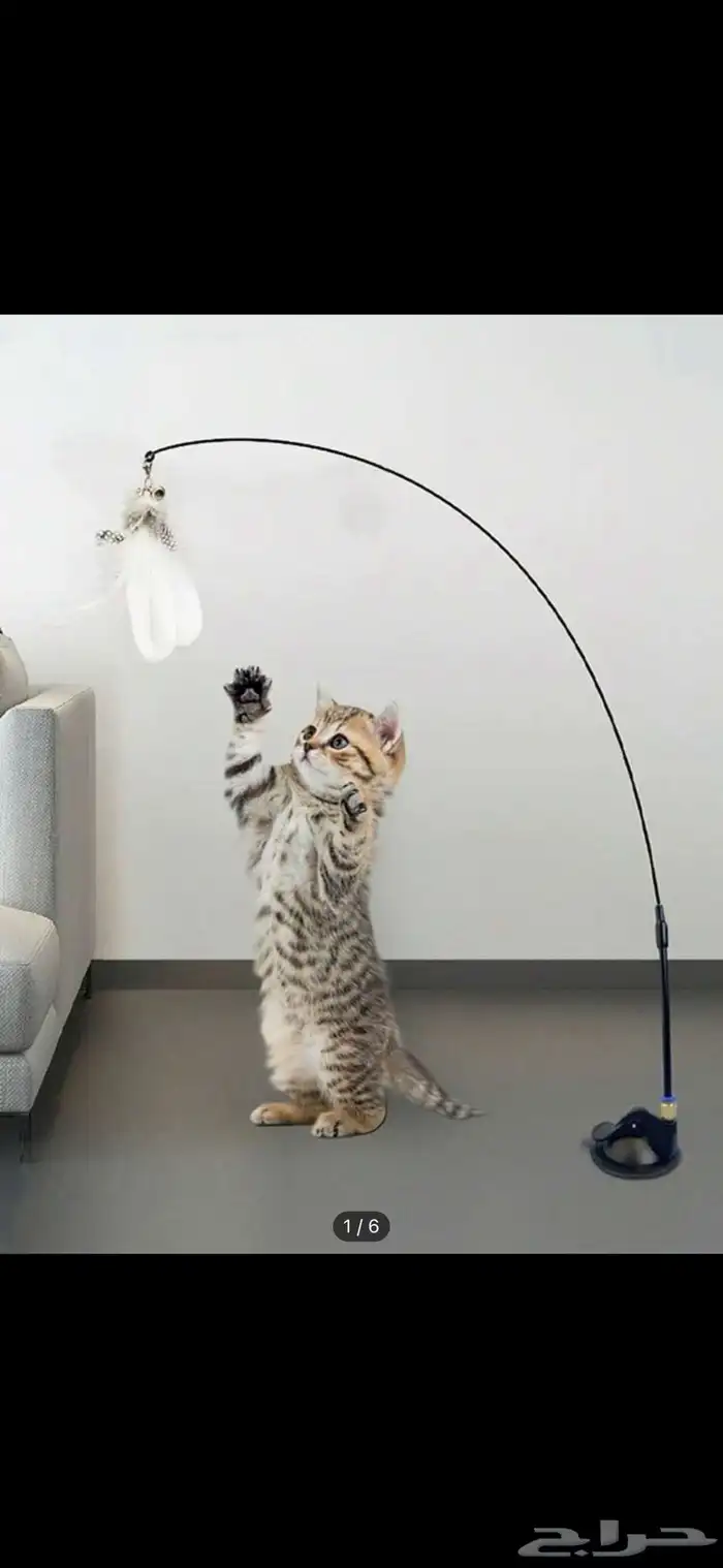 مستلزمات قطط 5