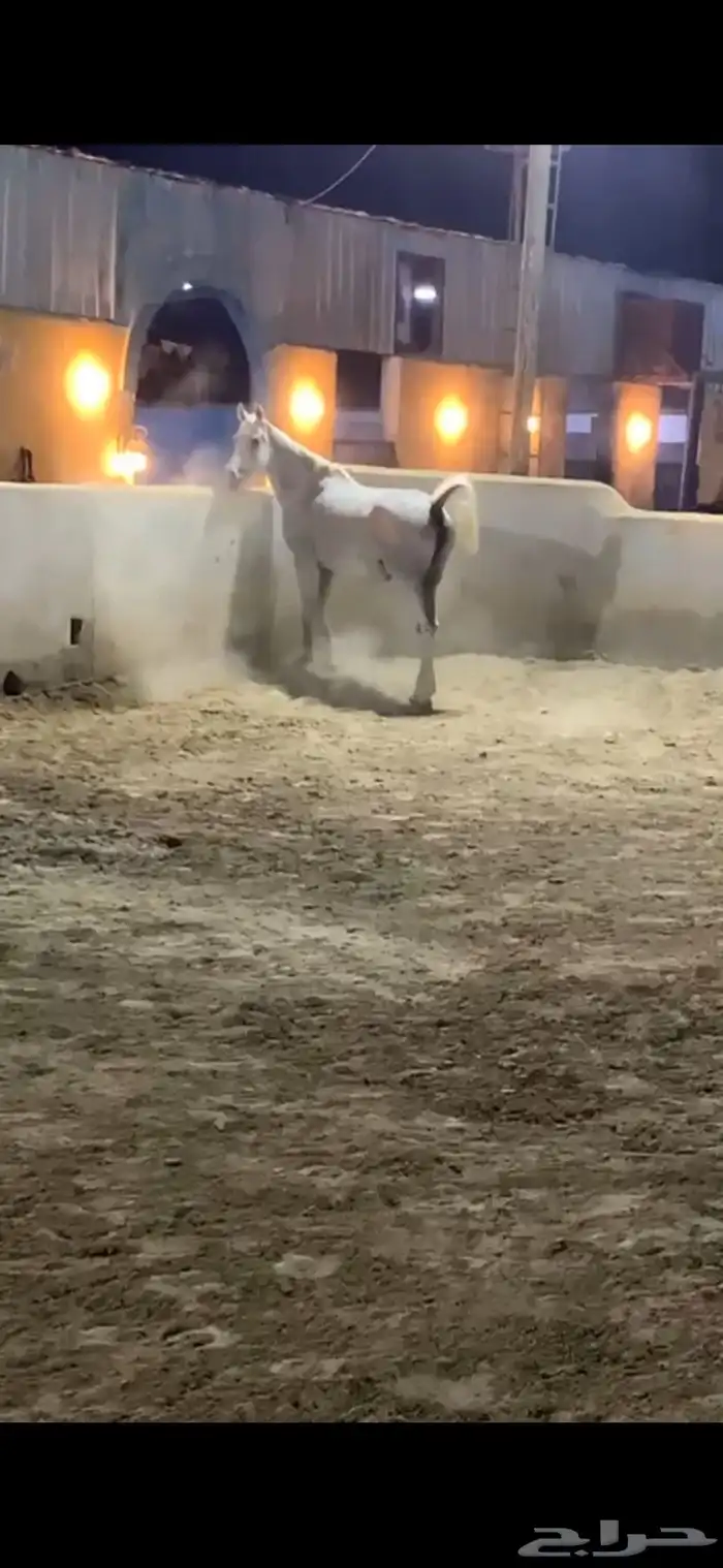 فرس عربيه 6