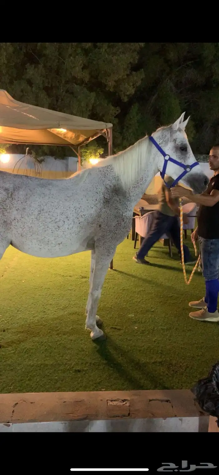 فرس عربيه 8