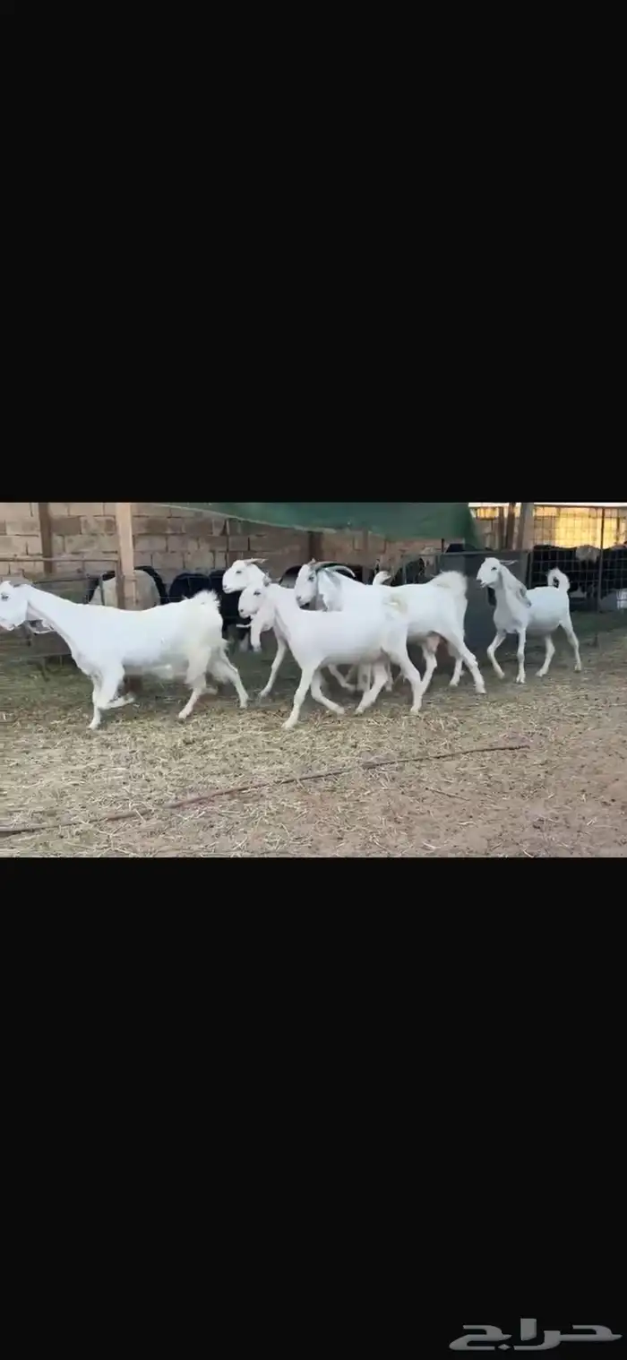 عرض بيع معز مضاريع شرط سونار 1