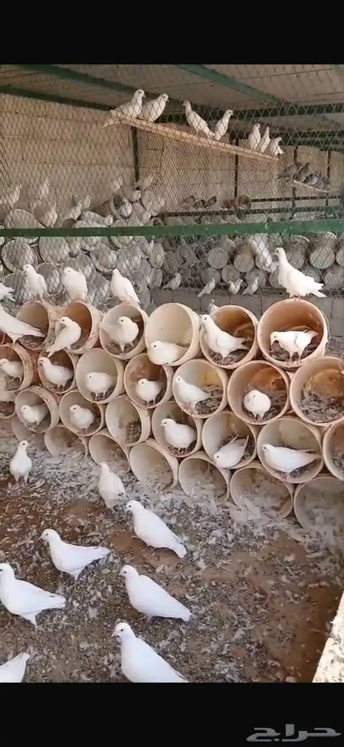 حمام فرنسي 0