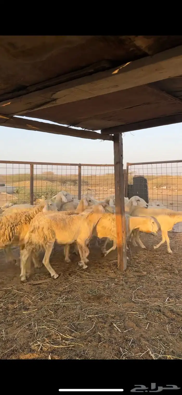 ضان حرش كفوو 3