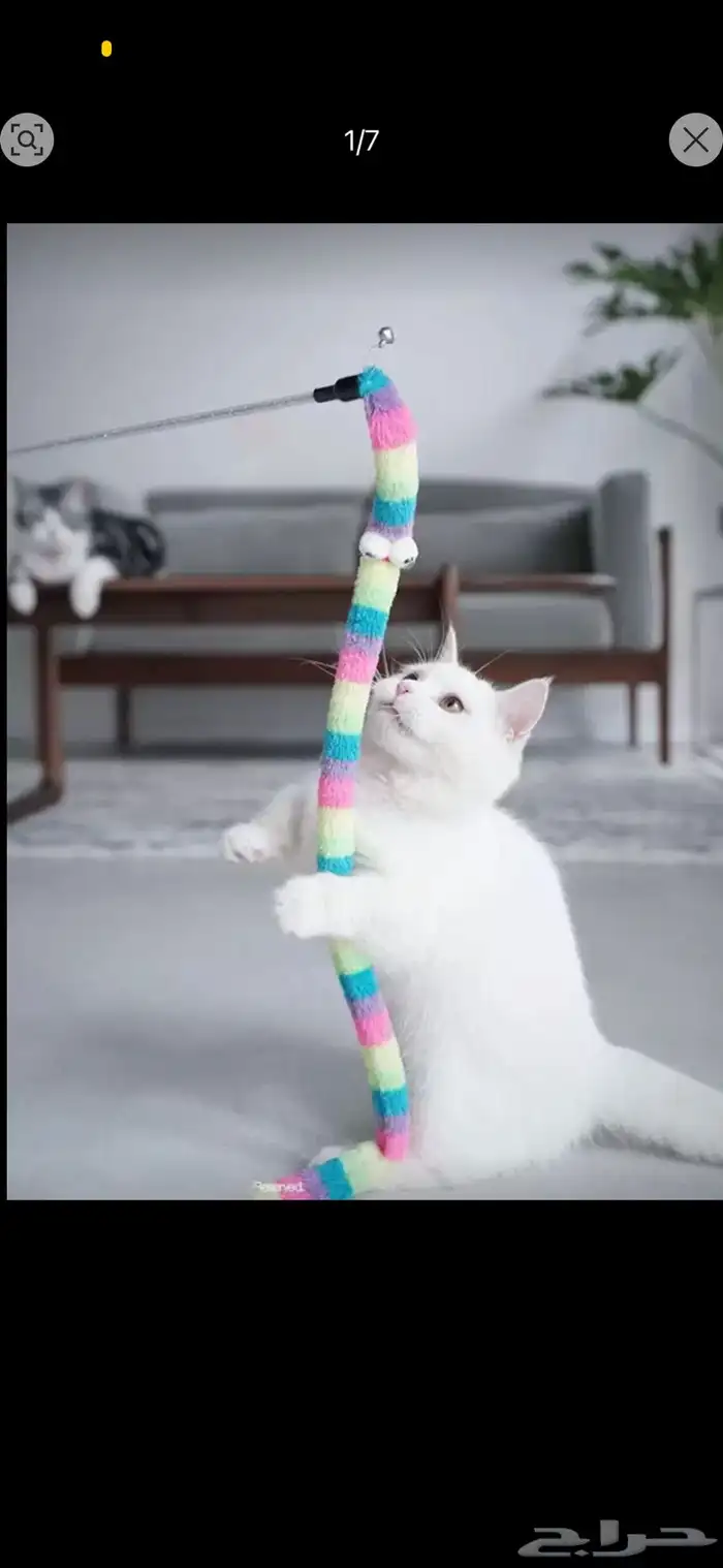 مستلزمات قطط 15