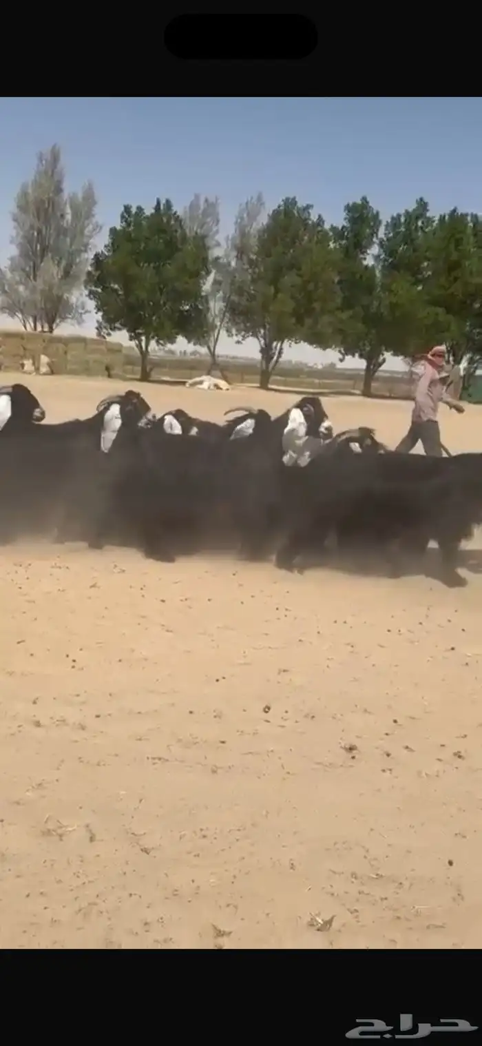 معزا عوارض دفيع شرط سونار 3