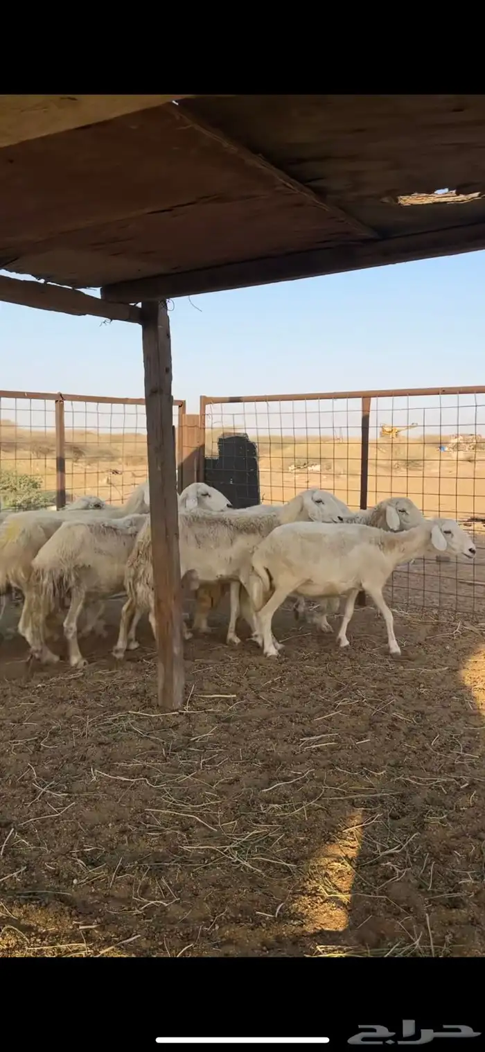 ضان حرش طيبة 1