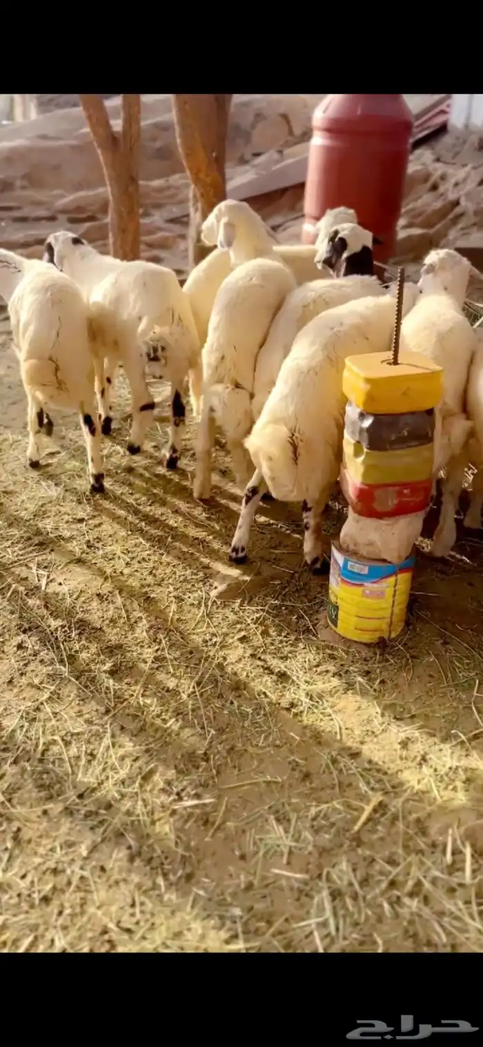 طليان فل شحم مراح واحد حلال ديره 3