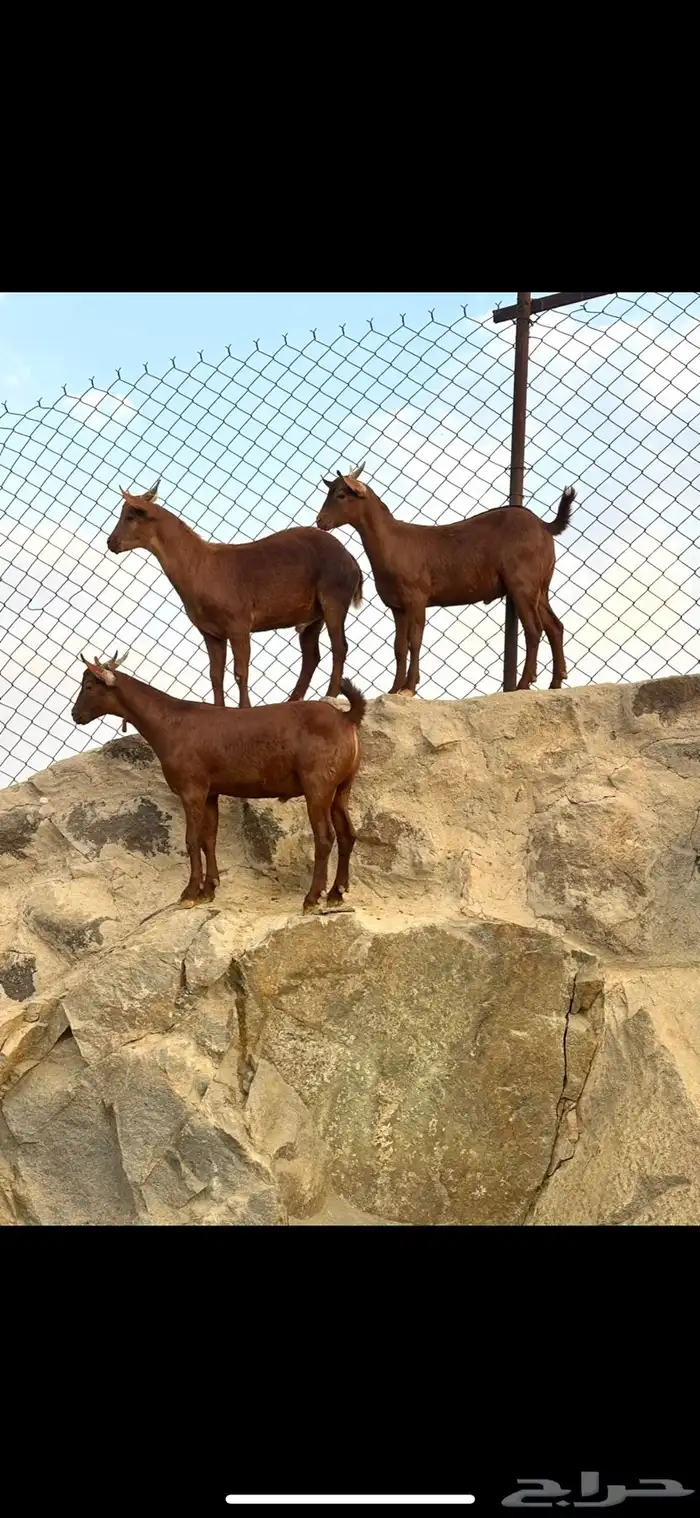 تيوس مندي ماشاء الله 5