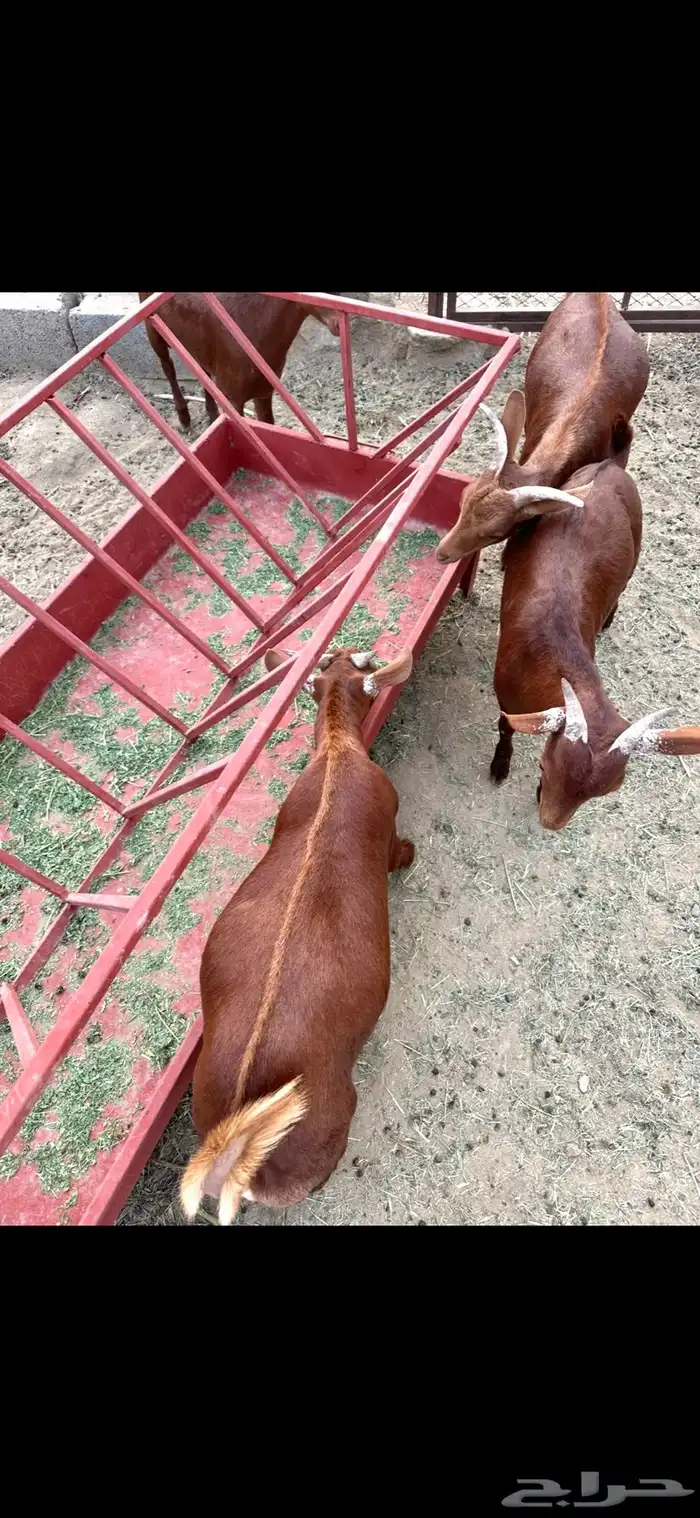 تيوس مندي ماشاء الله 1