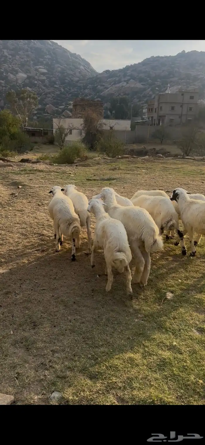 طليان فل شحم مراح واحد حلال ديره 0