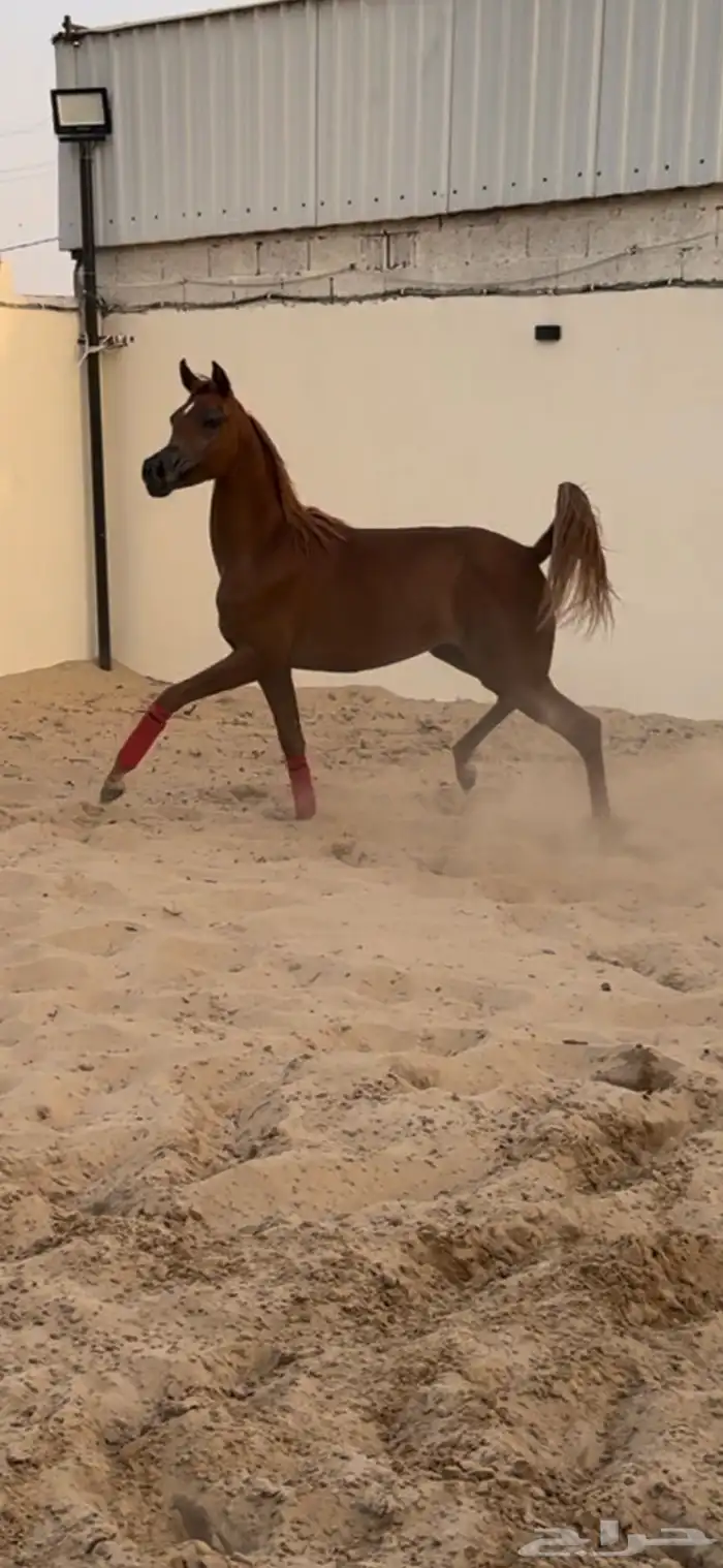 مهره واهو جمال للبيع 0