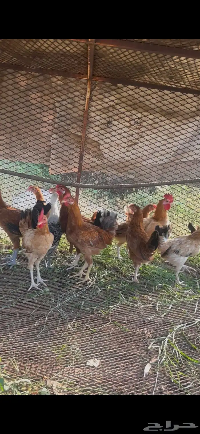 دجاج بلدي 5