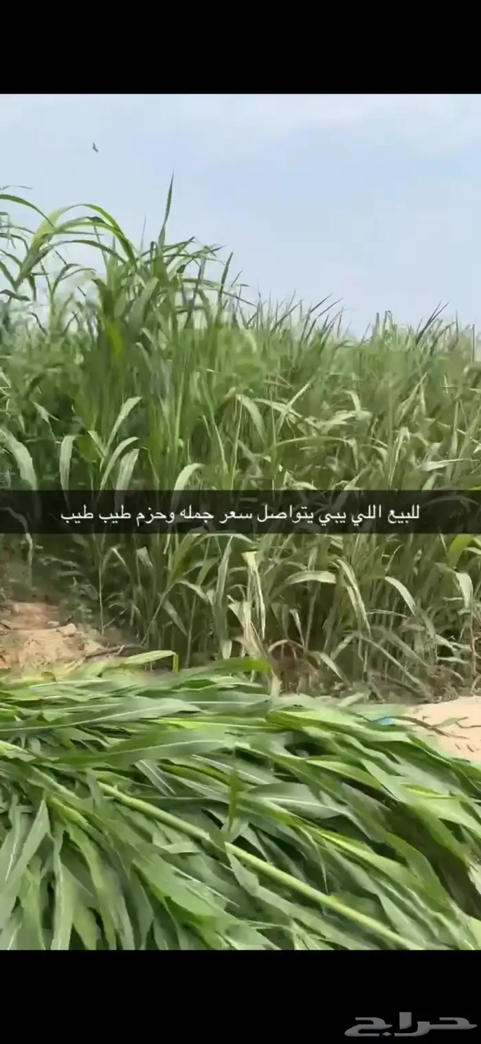 قصب اخضر وجيم 3