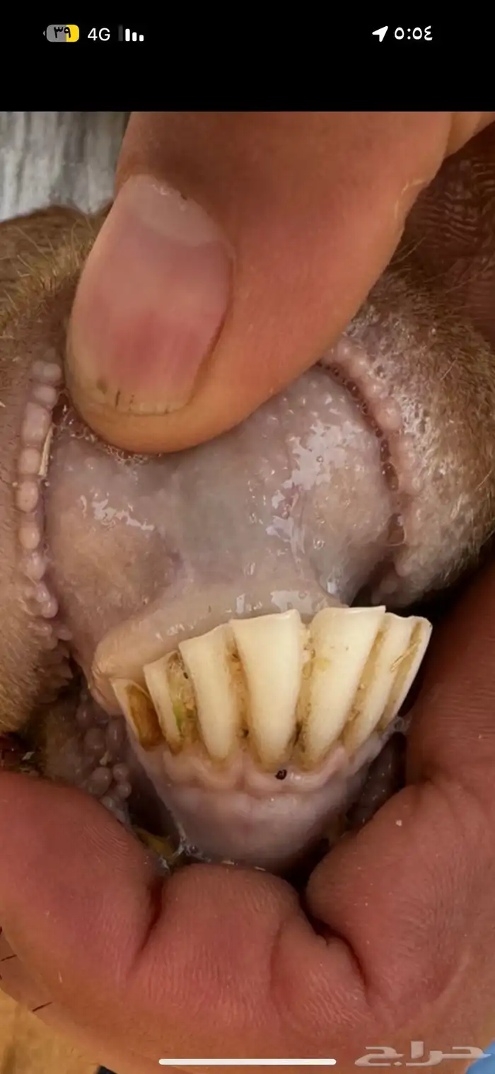 شاه مع ولدها 1
