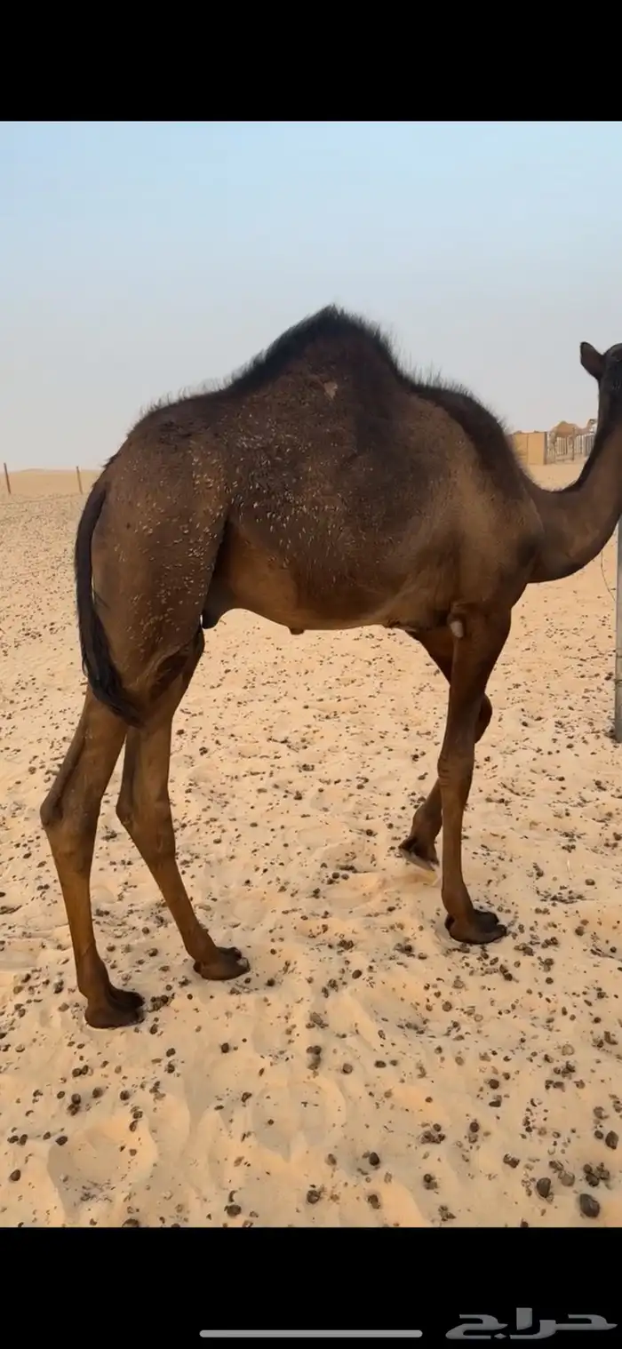 للبيع قعدان مفاريد طيبه 3