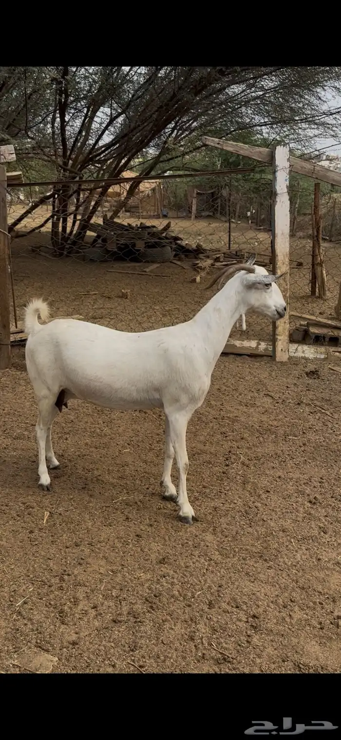 عنز عفرا فاخره 4