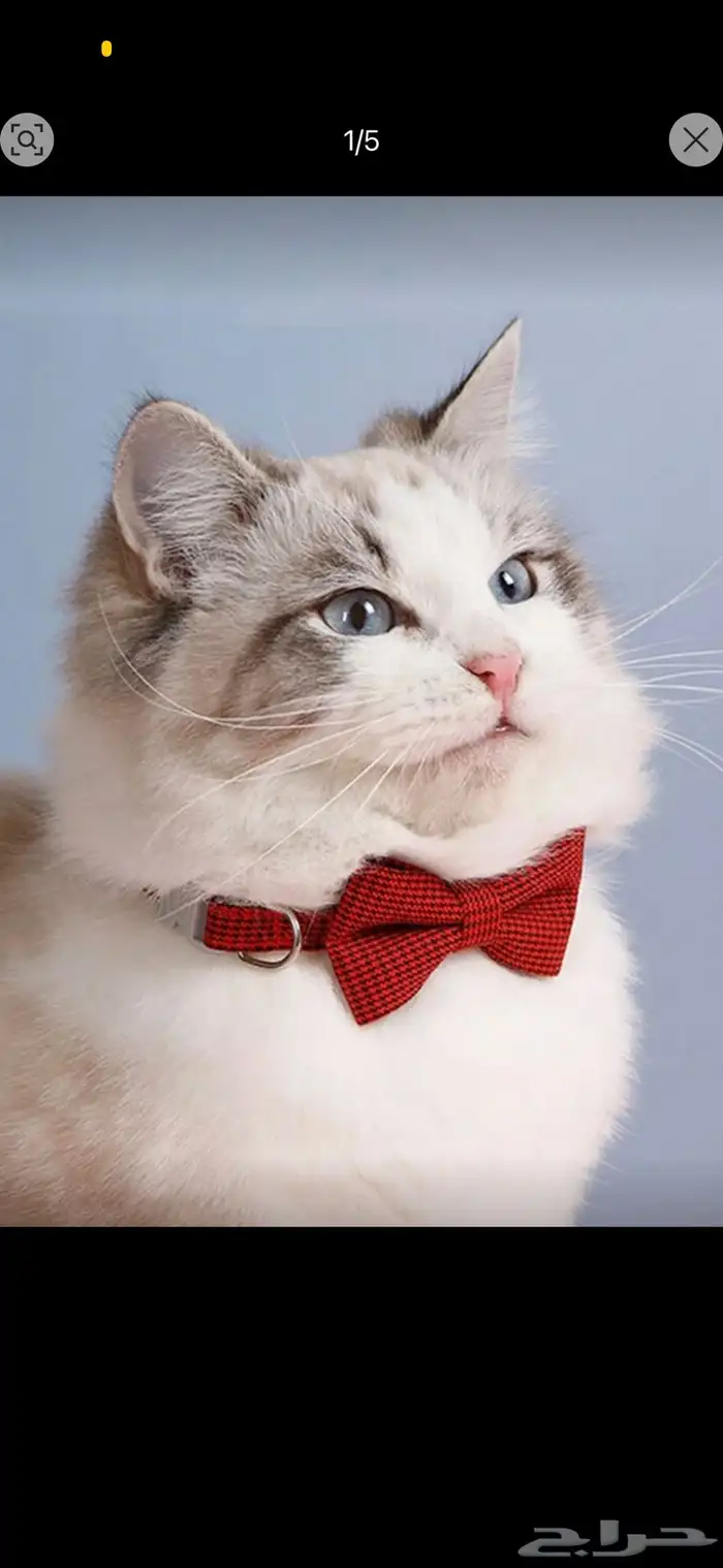 مستلزمات قطط 6