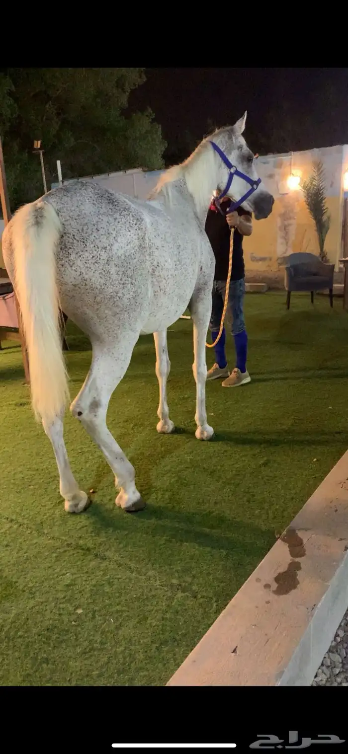 فرس عربيه 9