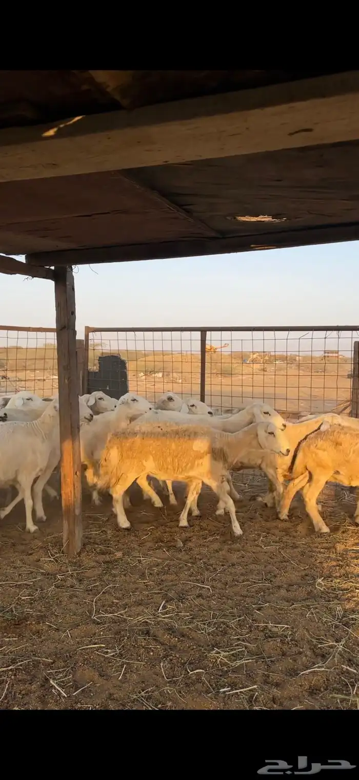 ضان حرش كفوو 5