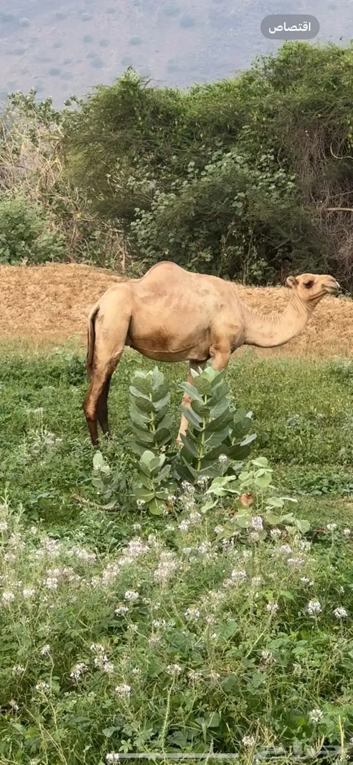 ناقه عاديه 0