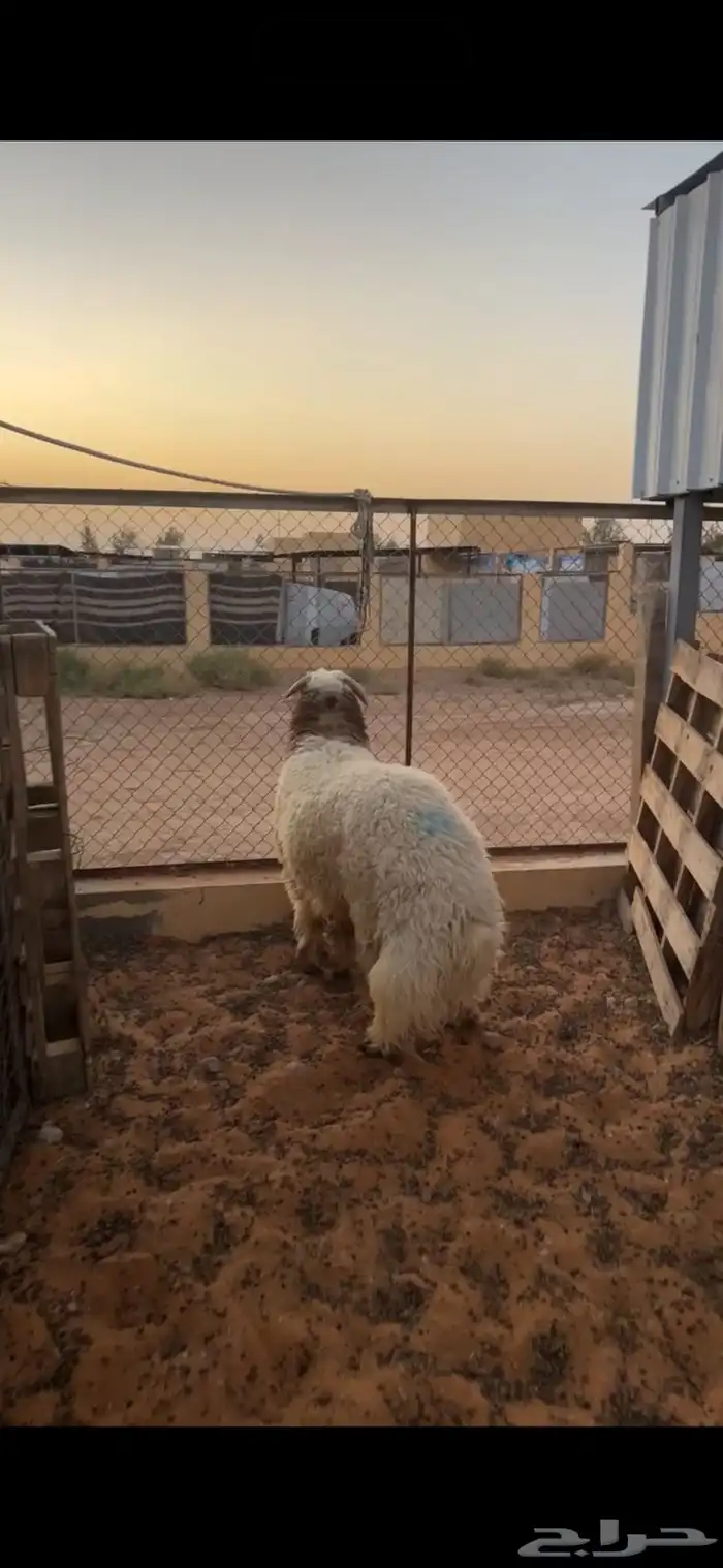 خروف نعيمي فاخر 1