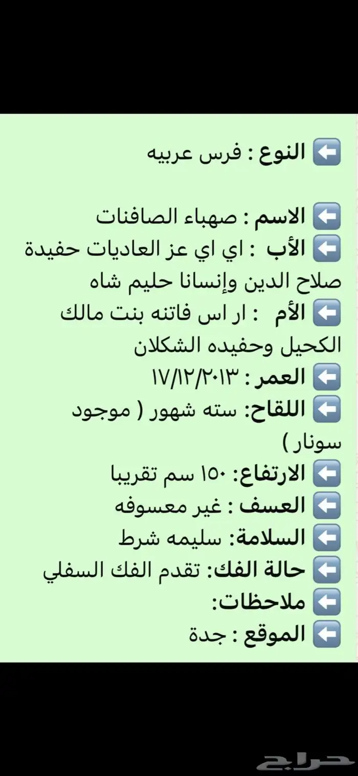 فرس عربيه 4