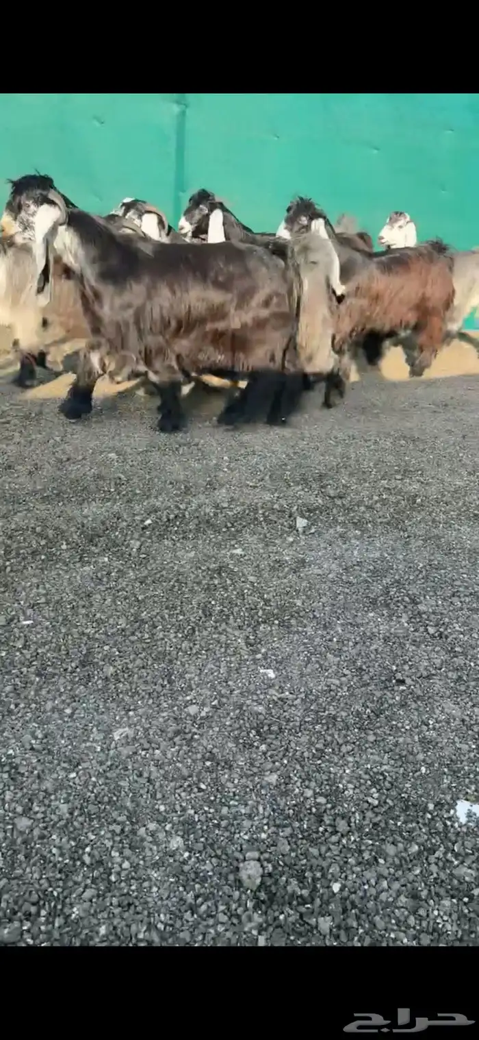 جفرات عوارض خصم الخصم 4