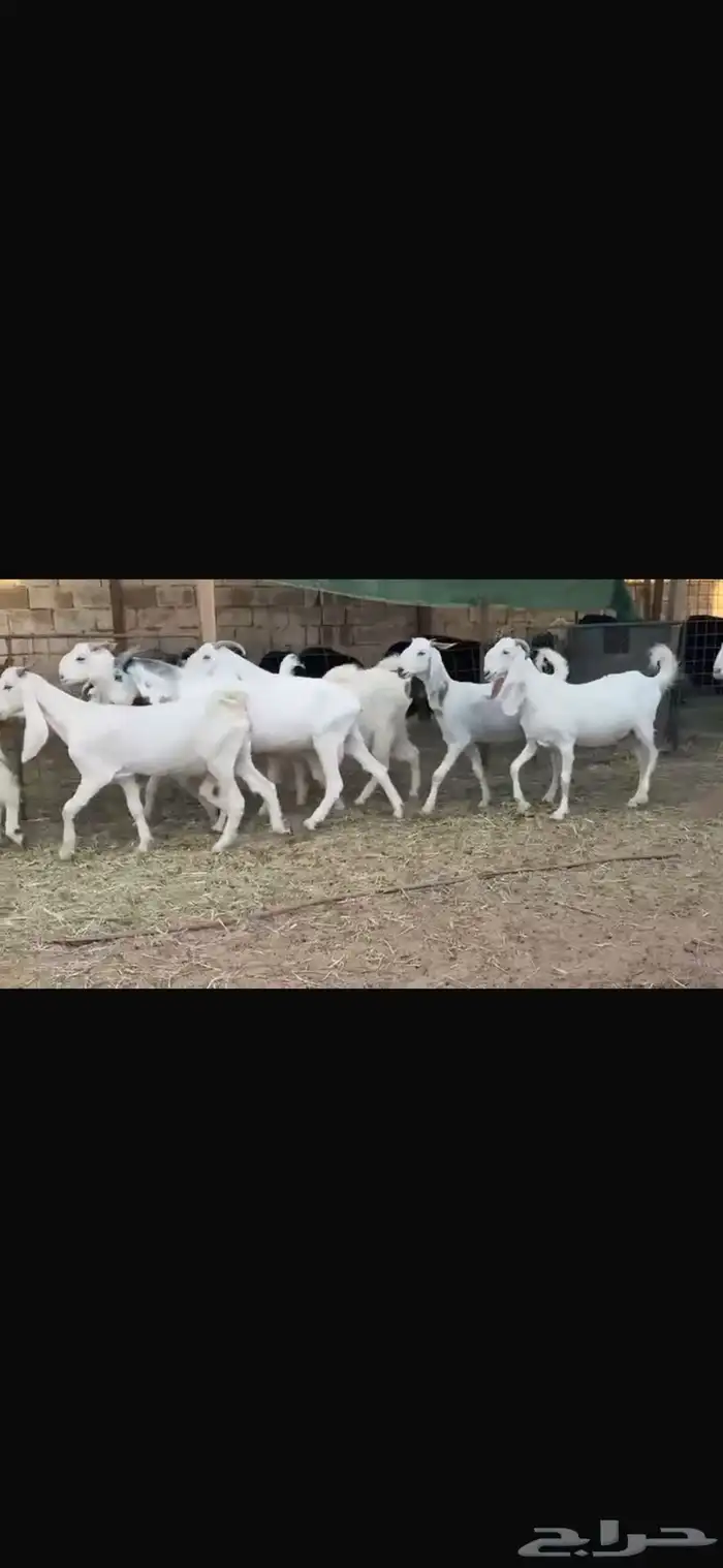 عرض بيع معز مضاريع شرط سونار 0