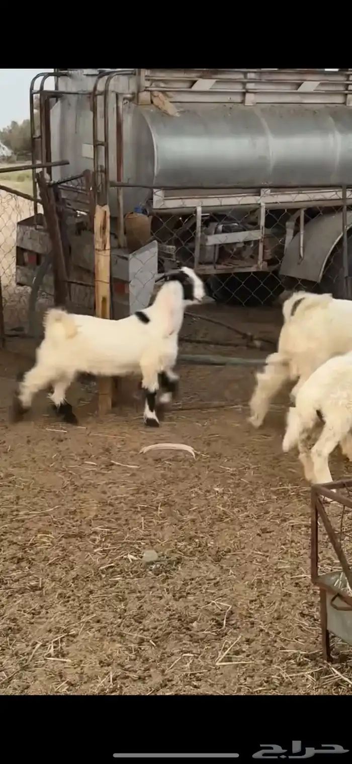 تيس صنف للبيع والعمر صغير 1