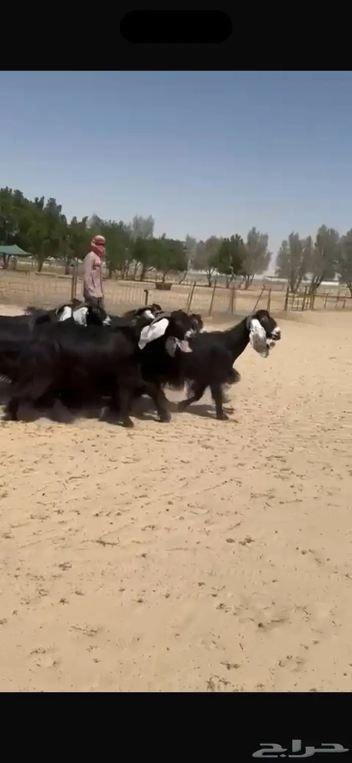 معزا عوارض دفيع شرط سونار 2