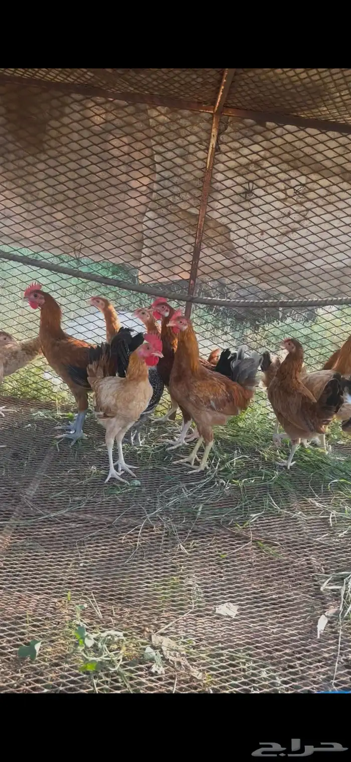 دجاج بلدي 1