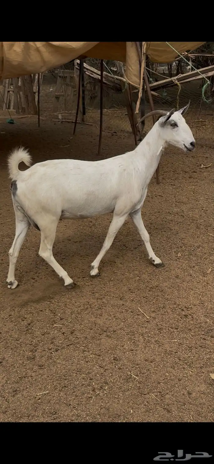 عنز عفرا فاخره 1
