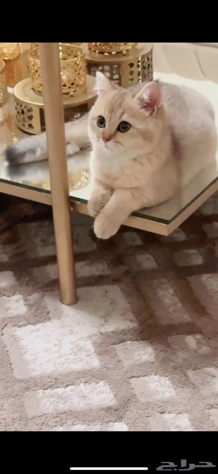 ذكر 3