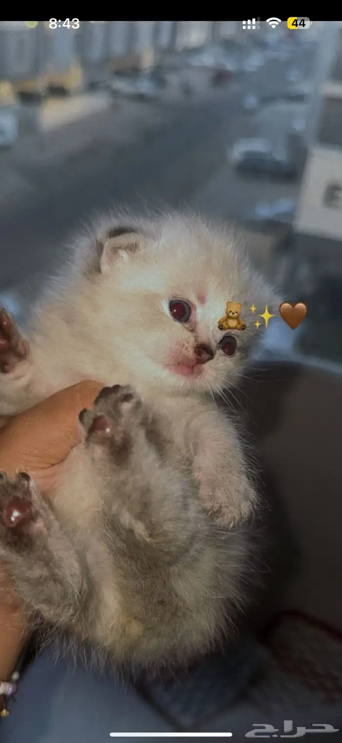سكوتش دبل فولد وهيمالايا 0
