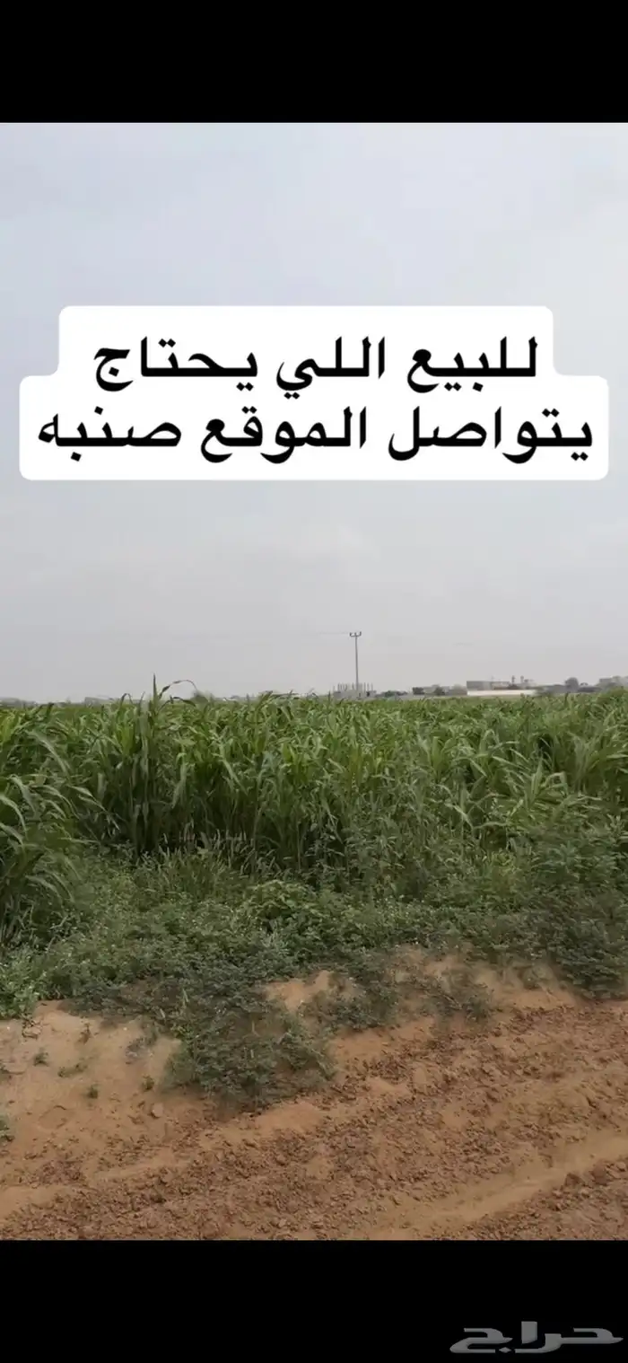 قصب اخضر وجيم 2