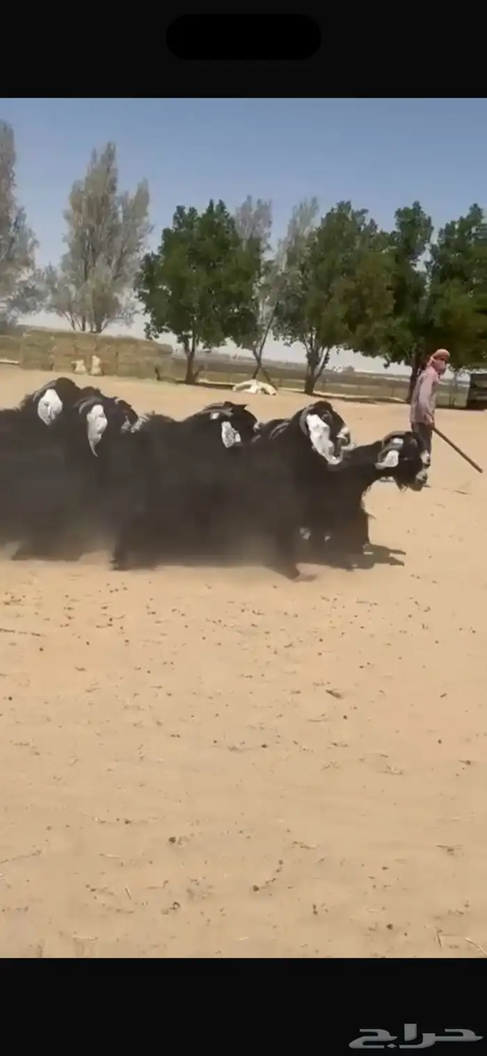 معزا عوارض دفيع شرط سونار 4