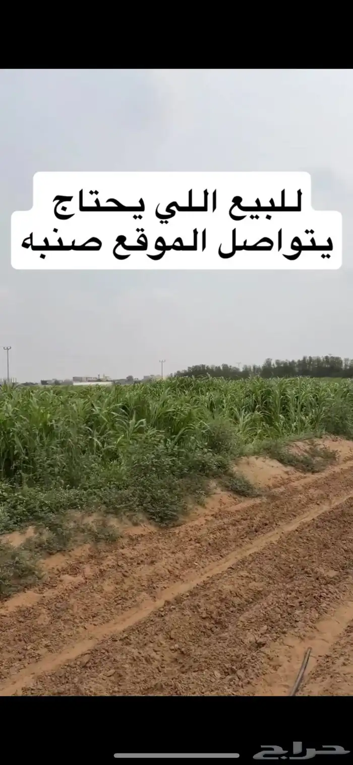 قصب اخضر وجيم 1