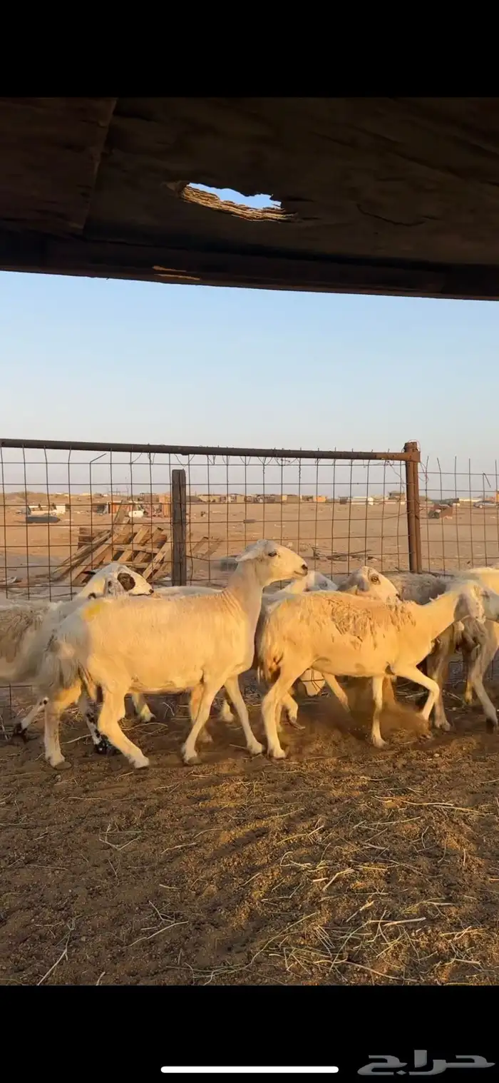 ضان حرش كفوو 1