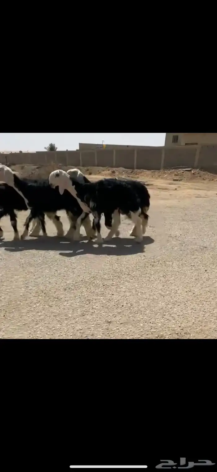 رخال نجد نوادر ( تم البيع ) 0