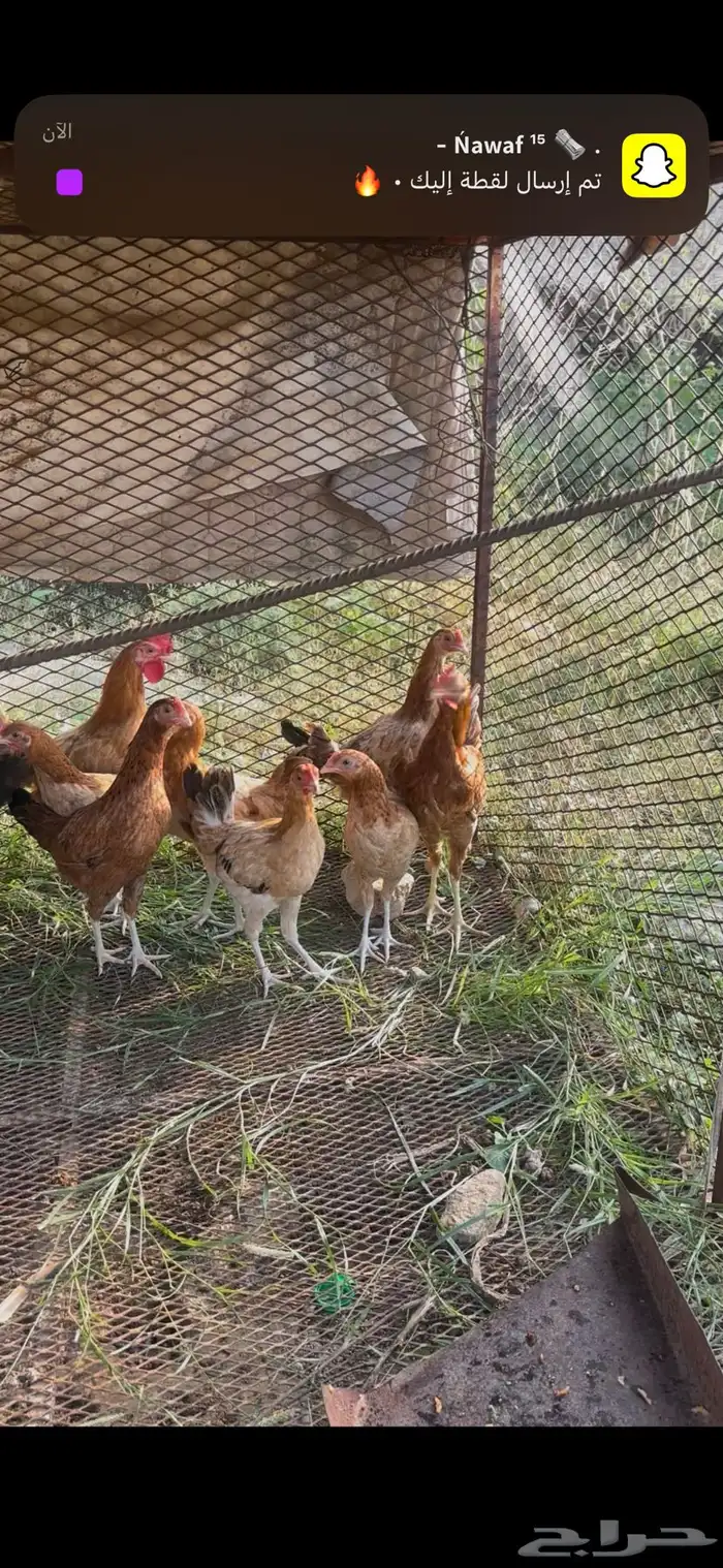 دجاج بلدي 6