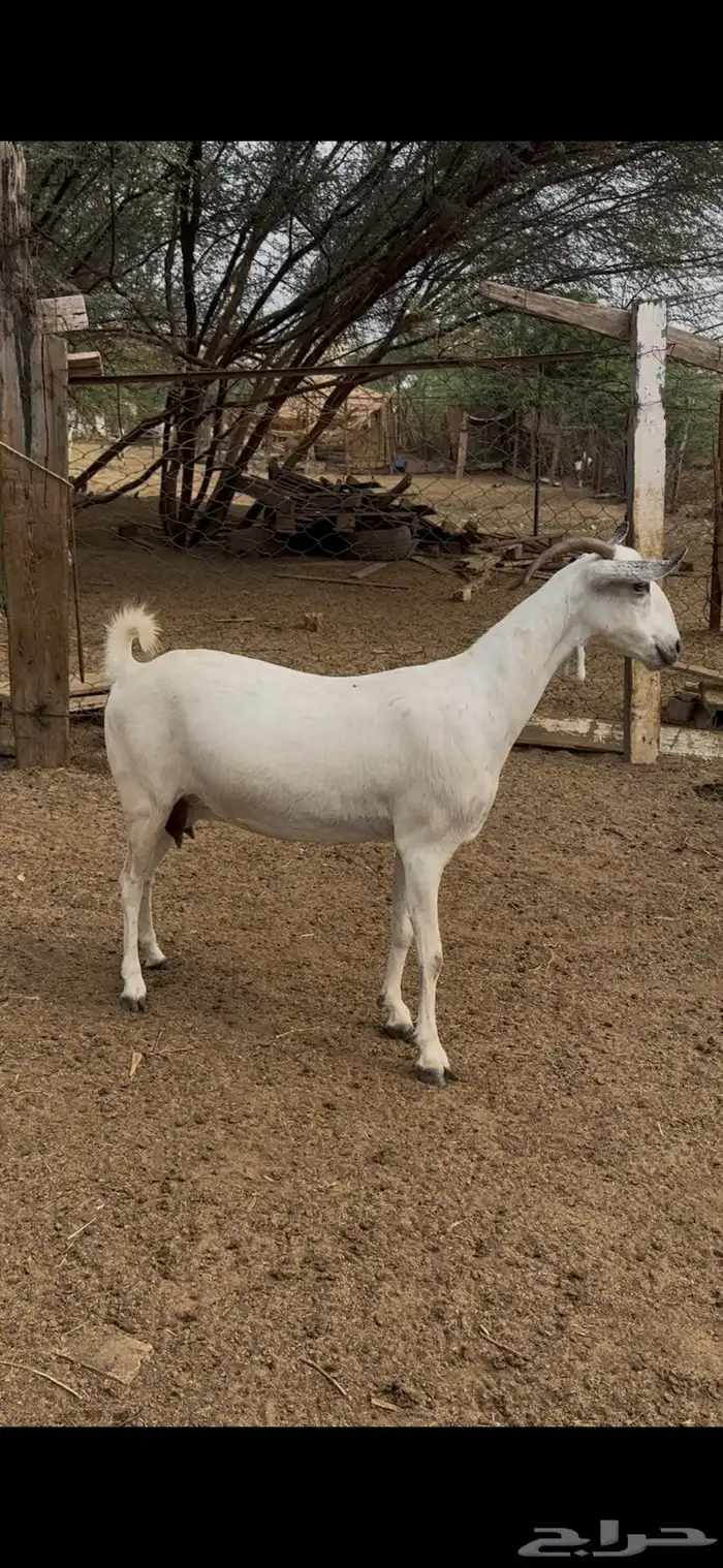 عنز عفرا فاخره 0
