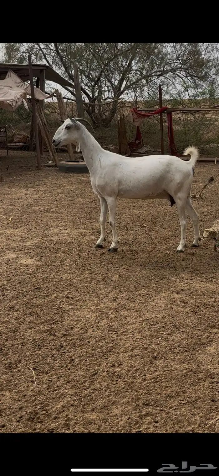 عنز عفرا فاخره 5