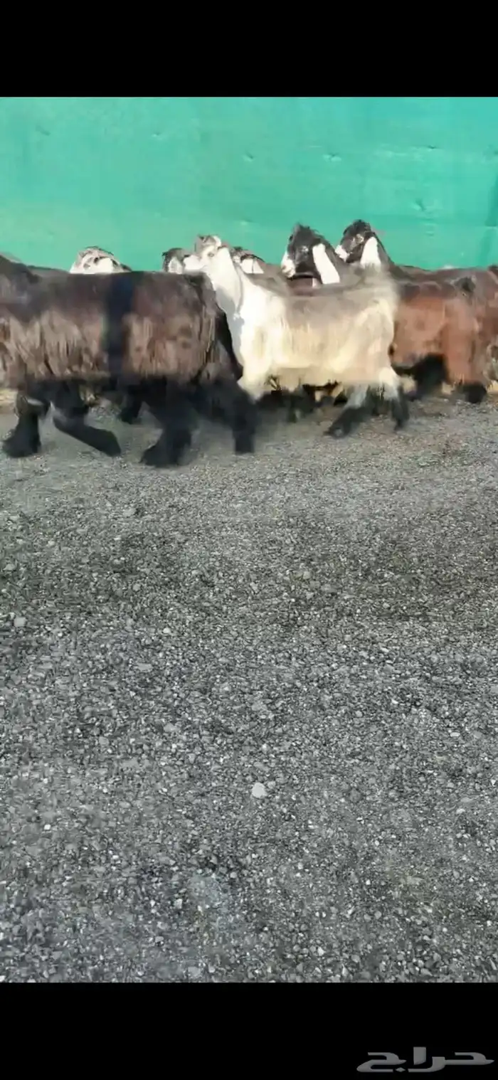 جفرات عوارض خصم الخصم 1